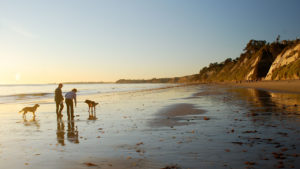 Dogs playing at the beach in Santa Barbara, CA The Beach House Inn