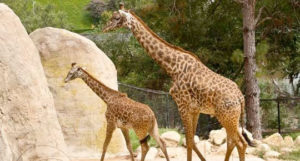 two giraffes in a zoo.