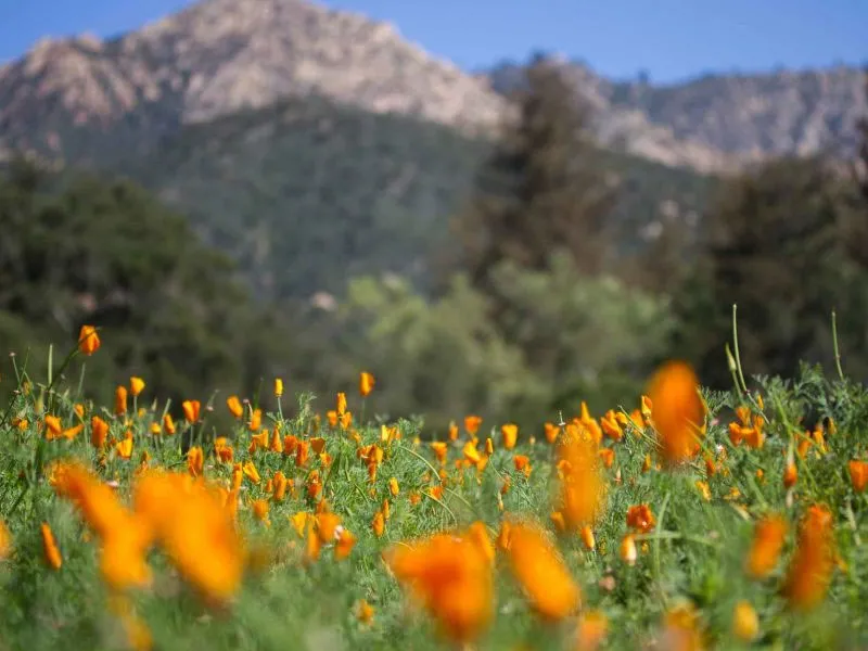 Santa Barbara Botanic Gardens